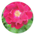 Red Rose Sticker by Country1969 Red Rose Sticker