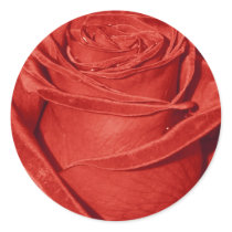 Red Rose stickers by ggbythebay Red Rose stickers