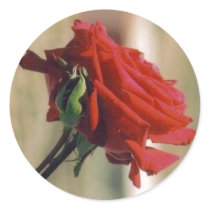 Red Rose stickers by quetzal323 Red Rose stickers