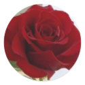 Red Rose Sticker by Sepia673 Red Rose Sticker