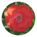 Red Rose Sticker by RoseGallery Red Rose Sticker