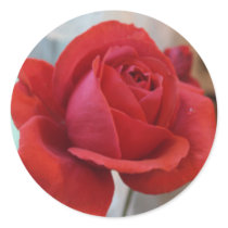 Red Rose Sticker by rosehaven Red Rose Sticker