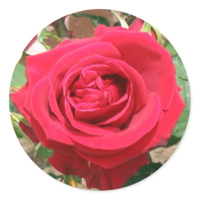 Red Rose Stickers