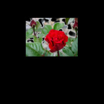 Red Rose T-Shirt