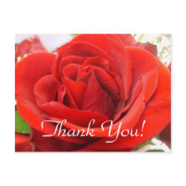 Red Rose Thank You! postcards by sharpcreations Red Rose Thank You! postcards