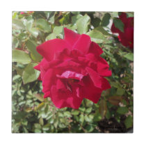 RED ROSE TILE