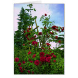 Red Rose Trellis cards