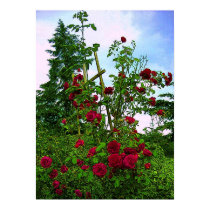 Red Rose Trellis posters
