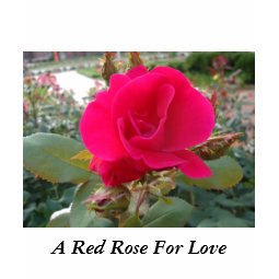Red Rose shirt