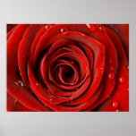Red Rose Up Close Print