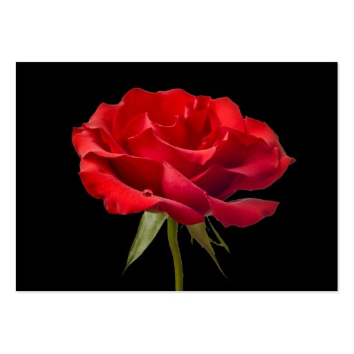 Red Rose w/ Dew Drop on Black Background Custom Business Card (front side)