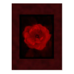 Red Rose. With Black and Deep Red. Post Cards
