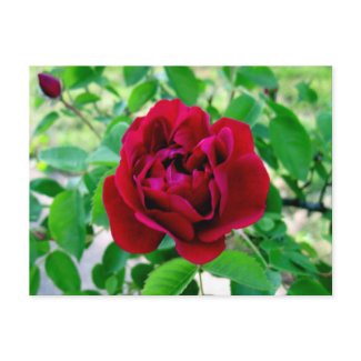 Red Rose with Bud postcard
