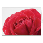 Red Rose with Water Droplets | Blank Cards cards