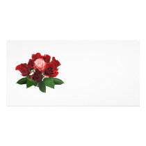 Red Roses and a Pink Rose photo cards