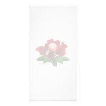 Red Roses and a Pink Rose photo cards