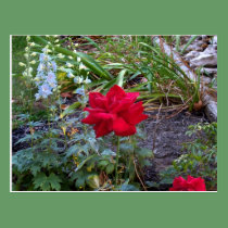 Red Roses and blue Delphinium postcard postcards
