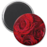 red roses and water drops magnet p147692551243428502z854r 152 Red Roses and Water Drops Fridge Magnet