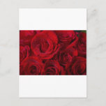 Red Roses and Water Drops postcards