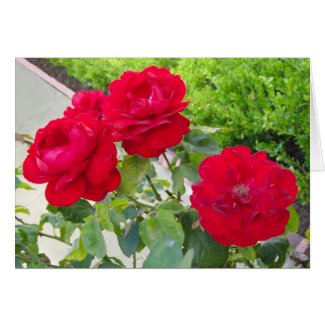 Red Roses card