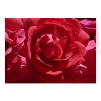 Red Roses card