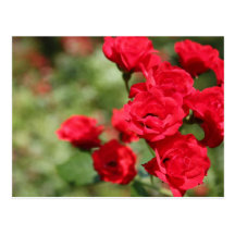 Red Roses Fading Into Focus Postcard
