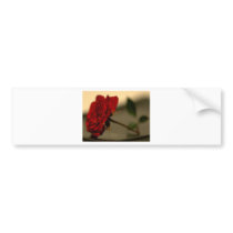 Red Roses Flowers bumper stickers by lifesphere Red Roses Flowers bumper stickers