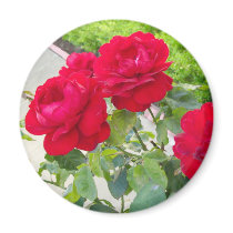 Red Roses magnets
