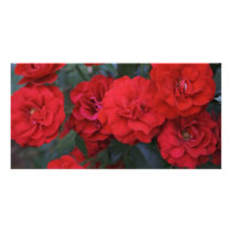 Red Roses Photo Greeting Card
