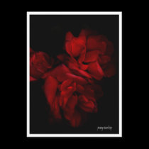 Red Roses Postcard postcards