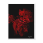 Red Roses Postcard