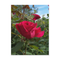 Red Roses postcards by harmonybob Red Roses postcards