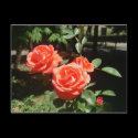 Red Roses Postcard