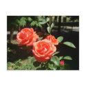 Red Roses Postcard