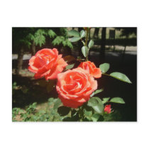 Red Roses Postcard by greatphotos Red Roses Postcard