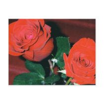 Red Roses Postcard