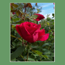 Red Roses postcards