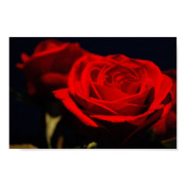 Red Roses Poster posters
