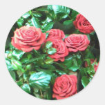 Red roses round sticker