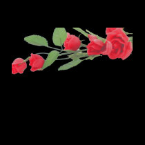 Red Roses t-shirts