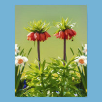 Red Rubra Tulips Print posters
