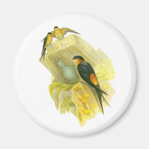 Red-rumped Swallow Refrigerator Magnet
