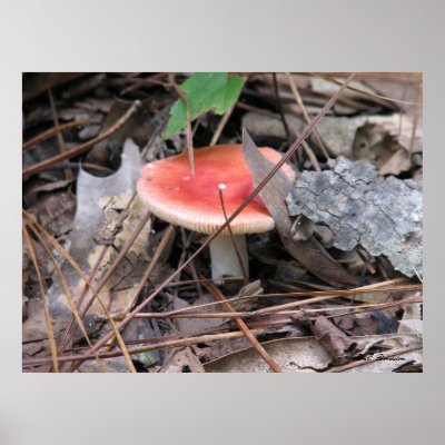 Red Russula Mushroom print