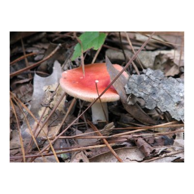 Red Russula Mushroom print