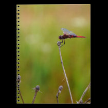 Red Saddlebags Dragonfly Nature Scene Notebook notebooks