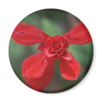 Red Salvia Magnet