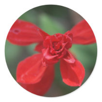 Red Salvia Sticker by junipergrove Red Salvia Sticker