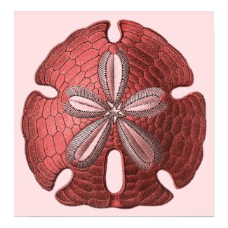 Red Sand Dollar Poster Print print