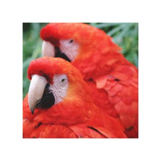 Red Scarlet Macaw