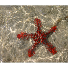 Red Sea Star - Mousepad mousepad